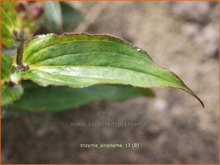 Tricyrtis &#039;Sinonome&#039; | Paddenlelie, Armeluisorchidee