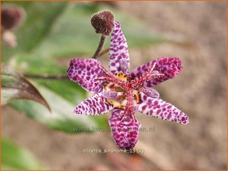 Tricyrtis &#039;Sinonome&#039; | Paddenlelie, Armeluisorchidee