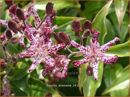 Tricyrtis &#039;Sinonome&#039; | Paddenlelie, Armeluisorchidee