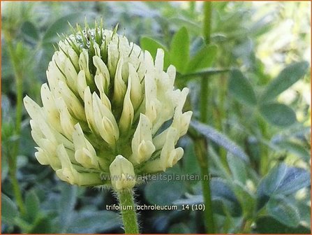 Trifolium ochroleucum | Klaver