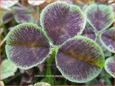 Trifolium repens &#039;Pentaphyllum&#039; | Klaver
