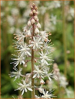 Tiarella &#039;Iron Butterfly&#039; | Schuimbloem, Perzische muts