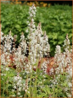 Tiarella &#039;Iron Butterfly&#039; | Schuimbloem, Perzische muts