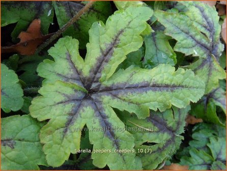 Tiarella &#039;Jeepers Creepers&#039; | Schuimbloem, Perzische muts