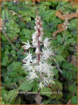 Tiarella &#039;Jeepers Creepers&#039; | Schuimbloem, Perzische muts