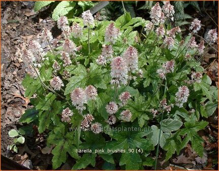 Tiarella &#039;Pink Brushes&#039; | Schuimbloem, Perzische muts