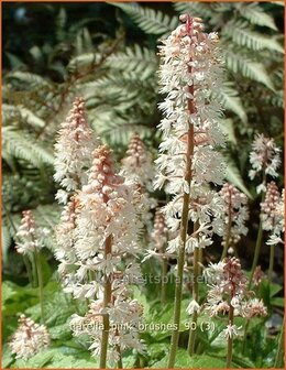 Tiarella &#039;Pink Brushes&#039; | Schuimbloem, Perzische muts