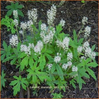 Tiarella &#039;Skeleton Key&#039; | Schuimbloem, Perzische muts