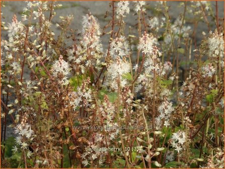 Tiarella wherryi | Schuimbloem, Perzische muts