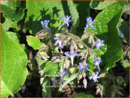 Trachystemon orientalis | Ori&euml;ntaals komkommerkruid | Rauling