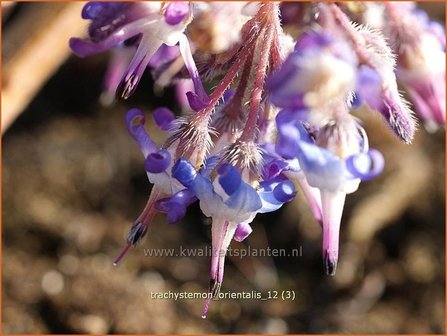 Trachystemon orientalis | Ori&euml;ntaals komkommerkruid | Rauling