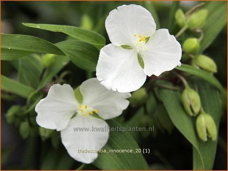 Tradescantia 'Innocence' | Eendagsbloem, Vaderplant