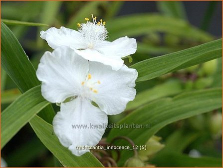Tradescantia 'Innocence' | Eendagsbloem, Vaderplant