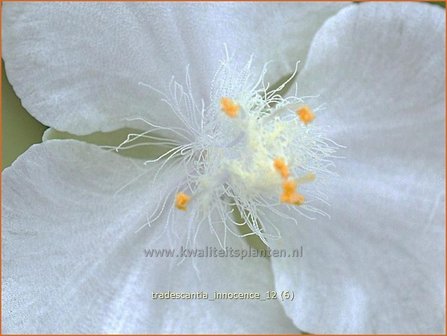 Tradescantia 'Innocence' | Eendagsbloem, Vaderplant
