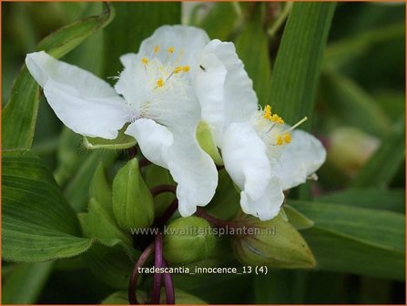 Tradescantia 'Innocence' | Eendagsbloem, Vaderplant