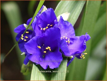 Tradescantia &#039;Leonora&#039; | Eendagsbloem, Vaderplant