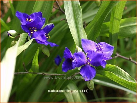 Tradescantia &#039;Leonora&#039; | Eendagsbloem, Vaderplant