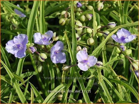 Tradescantia &#039;Little Doll&#039; | Eendagsbloem, Vaderplant