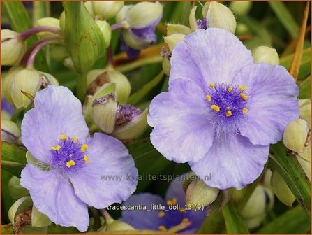 Tradescantia &#039;Little Doll&#039; | Eendagsbloem, Vaderplant