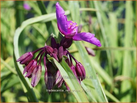 Tradescantia &#039;Red Grape&#039; | Eendagsbloem, Vaderplant, Matrozensla | Dreimasterblume