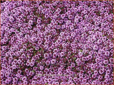 Thymus praecox &#039;Coccineus&#039; | Kruiptijm, Tijm