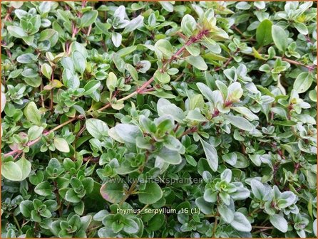 Thymus serpyllum | Wilde tijm, Kleine tijm, Tijm | Sand-Thymian