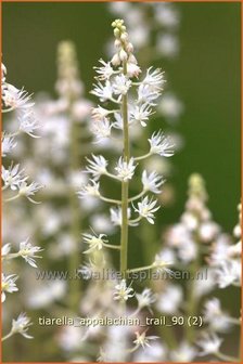 Tiarella &#039;Appalachian Trail&#039; | Schuimbloem, Perzische muts