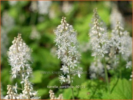 Tiarella cordifolia | Schuimbloem, Perzische muts