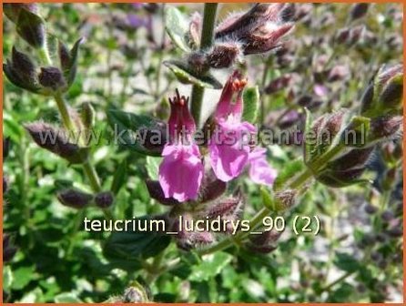 Teucrium lucidrys | Gamander