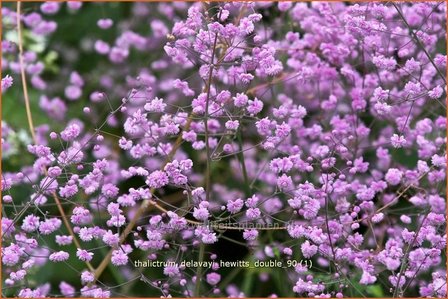 Thalictrum delavayi &amp;#39;Hewitt&amp;#39;s Double&amp;#39; | Chinese ruit, Ruit | Delavays Wiesenraute