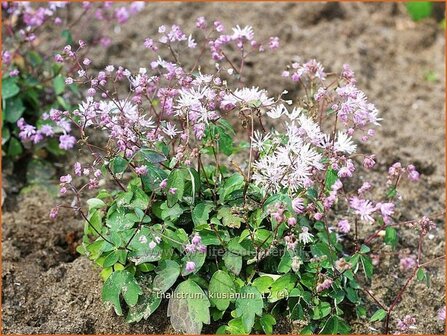 Thalictrum kiusianum | Ruit