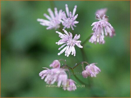 Thalictrum kiusianum | Ruit