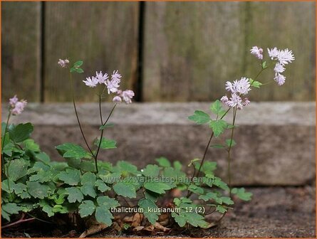 Thalictrum kiusianum | Ruit