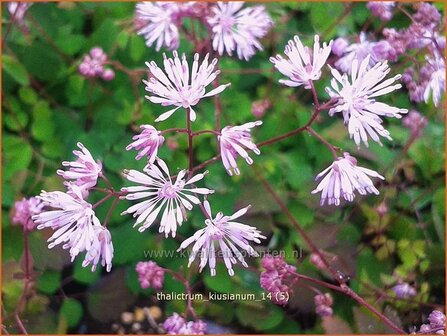 Thalictrum kiusianum | Ruit