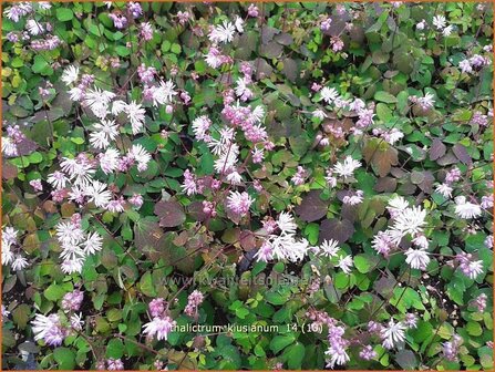 Thalictrum kiusianum | Ruit