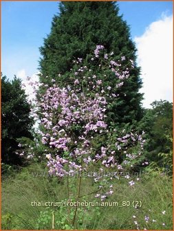 Thalictrum rochebrunianum | Ruit