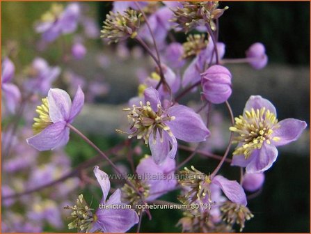 Thalictrum rochebrunianum | Ruit