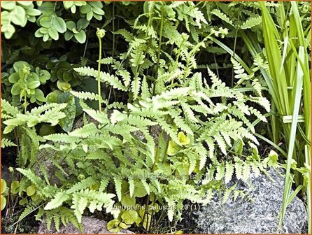 Thelypteris palustris | Moerasvaren