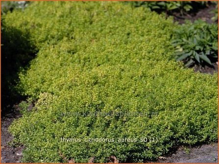 Thymus citriodorus &#039;Aureus&#039; | Citroentijm, Tijm