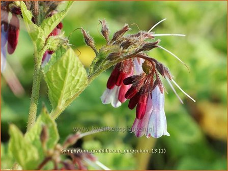 Symphytum grandiflorum &#039;Miraculum&#039; | Smeerwortel