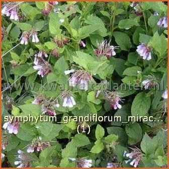 Symphytum grandiflorum &#039;Miraculum&#039; | Smeerwortel