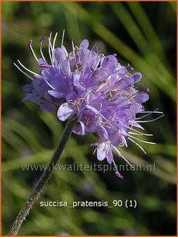 Succisa pratensis | Blauwe knoop