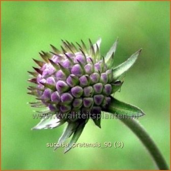 Succisa pratensis | Blauwe knoop