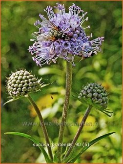 Succisa pratensis | Blauwe knoop