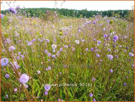 Succisa pratensis | Blauwe knoop