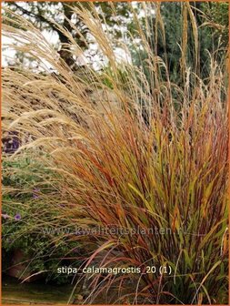 Stipa calamagrostis | Diamantgras, Vedergras