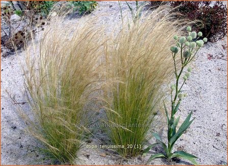 Stipa tenuissima | Vedergras