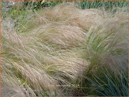 Stipa tenuissima | Vedergras