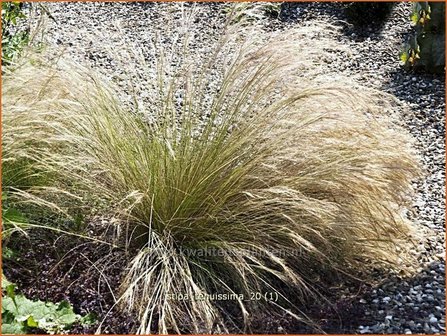 Stipa tenuissima | Vedergras
