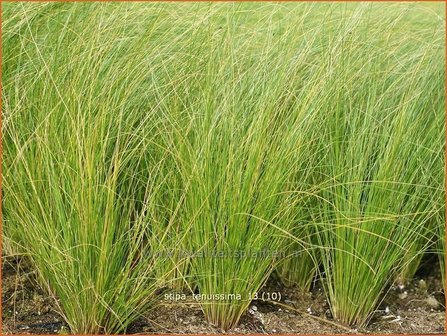 Stipa tenuissima | Vedergras
